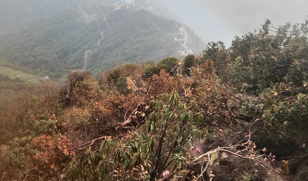 मुक्कुम्लुङमा यक्वा सेवा र वृक्षारोपणको तयारी